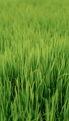 Fresh young paddy plants centered with dark shadows from above adding depth and contrast