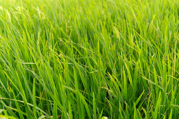 Early maturing paddy with its grains in sharp focus in the foreground, and a bokeh effect creating a blurred background