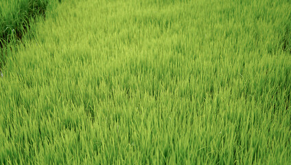 Fresh young rice plants fill the entire frame, with the terracing lines faintly visible in the upper left corner