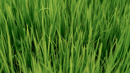Fresh young rice plants in central focus from a high angle, with dark shadow effects adding depth to the image