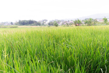 Paddy in the foreground with a bokeh view of hills and trees in the background