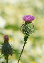 Flowers, landscape and garden with plants for summer, season and growth with outdoor morning. Milk thistle, purple blossom and floral nursery for ecology, bush park or botanical nature environment