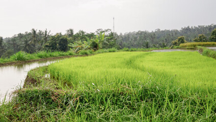 Fresh young grass and paddy with water puddles on the left, set against a backdrop of trees and sky