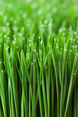 Obraz premium dewdrops on fresh grass blades in an open meadow