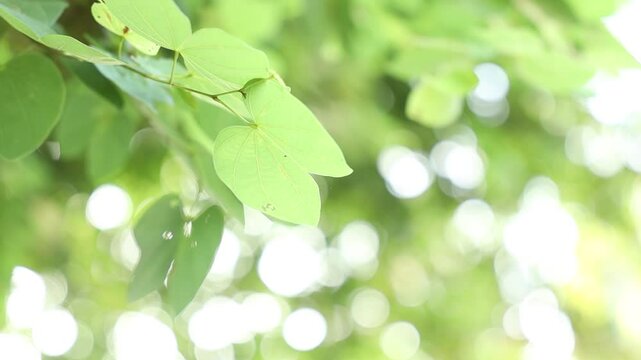 Closeup of green leaf under sunlight