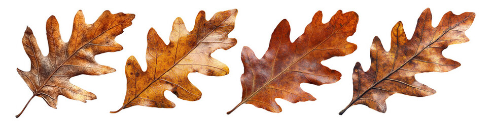 Fototapeta premium Set of dried autumn oak leaves in warm brown tones, isolated on transparent cutout background