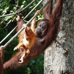Baby Orangutan 