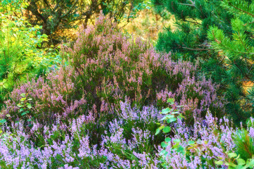 Forest, growth or calluna flowers in nature for botanical environment and tropical ecosystem. Meadow, sustainable and outdoor agriculture for blooming plants, pollination and ecology in bush and park