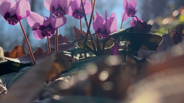 Portrait cyclamen flower wild forest Iran Hyrcanian winter season sun sunlight violet scenic beautiful Asia Middle East nature flora background bloom blossom botany closeup outdoor park petal pink