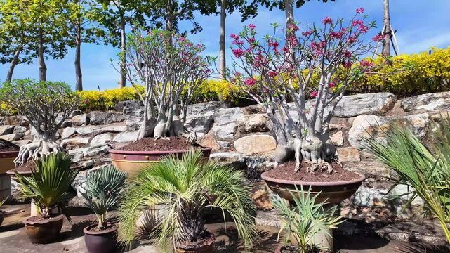 Nong Nooch Botanical Garden Pattaya Thailand tourist attraction outdoor