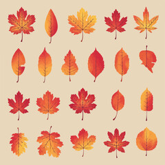 Obraz premium Autumn fall leaves collection with colorful red orange yellow maple and elm foliage illustrations 