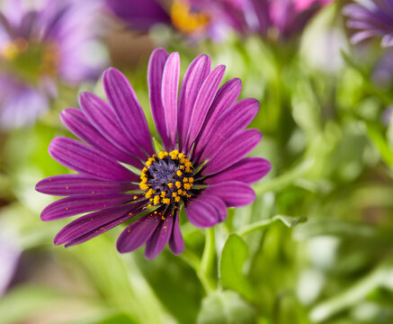 Purple flower, leaves and garden with cape daisy in nature for growth, decoration and blossom for botany. Bloom, floral and African plant outdoor for ecology, sustainable and background closeup