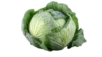 Fototapeta premium Fresh Cabbage Head: A vibrant green cabbage head sits, fresh and full, presenting a classic symbol of healthy eating and wholesome nutrition.