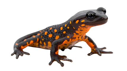 Salamander's Vibrant Skin: Capturing a striking studio shot of a fire salamander, showcasing its bold orange and black markings.