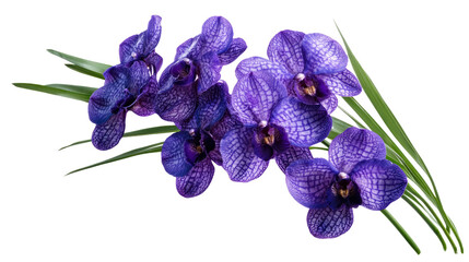 Naklejka premium Purple Orchid Blossom: Capturing the vibrant beauty of a cluster of purple orchid blossoms, with their intricate petal patterns and delicate green leaves.