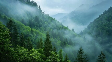 Misty Mountainside Forest