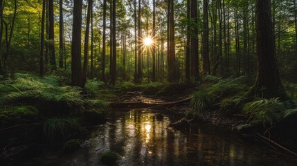 Obraz premium Golden sunlight streams through trees in a lush green forest, illuminating a small stream and ferns.