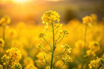 Obraz premium Golden Hour Illumination of a Single Rapeseed Flower in a Vibrant Field
