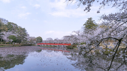日本：岩槻城址公園／池の桜とコピースペース／埼玉県さいたま市・3月
