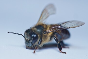 Macro photography of single honey bee, white backdrop, Mahe, Seychelles