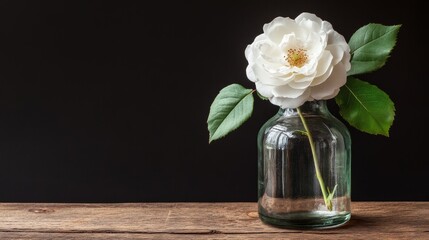 A wilting, limp white rose is placed in a narrow glass vase on a dark wooden shelf