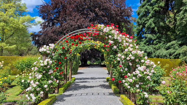 Roses archway, botanic garden, Christchurch, New Zealand