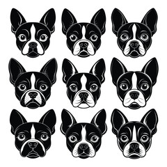 Boston terrier dog face illustration silhouette isolated on white background