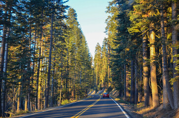 road in sequoia forest