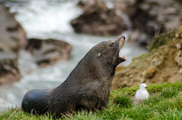 fur seal on the grass, New Zealand