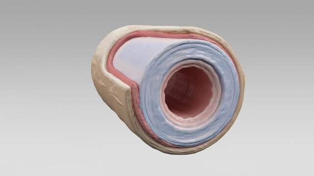 3D Histological cross-section of a muscular and elastic artery, showing tunica intima, media, and adventitia. Detailed medical illustration for educational, anatomical, and vascular study