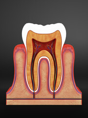 Cross-section of a human tooth showing internal anatomy, including enamel, dentin, pulp, and root. Detailed medical illustration for educational and dental use © LaCozza