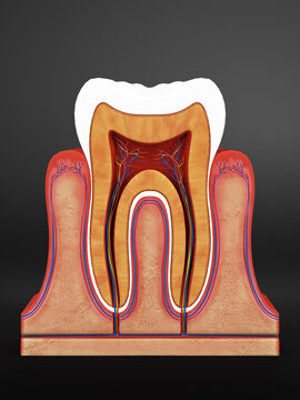 Cross-section of a human tooth showing internal anatomy, including enamel, dentin, pulp, and root. Detailed medical illustration for educational and dental use