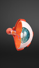 3D Cross-section of the human eye showing internal anatomy, including cornea, lens, retina, and optic nerve. Detailed medical illustration for educational and ophthalmology use