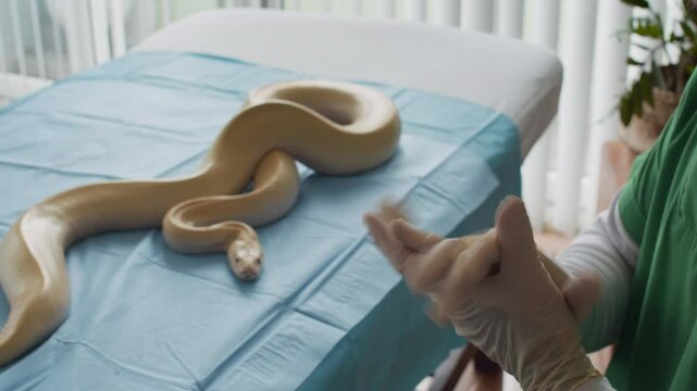 Close up shot of gloved hands of anonymous specialist examining albino python snake wriggling on table in clinic