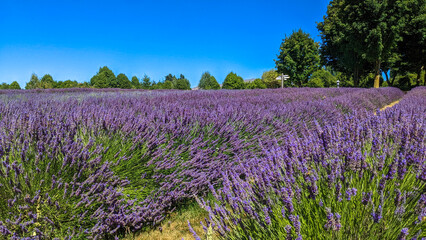 Fototapeta premium Lavander Field, Wanaka, New Zealand