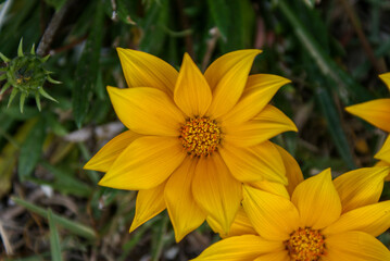 Close us image of yellow flower, Gazania