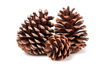 Three pine cones, with two of them standing upright and one lying flat on white background