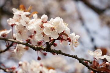 Cherry Flower Background