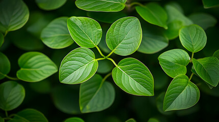 Vibrant Green Leaves with Detailed Texture and Natural Background Focus on Fresh Foliage