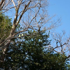 葉の落ちた樹木にインコが止まっている