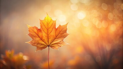 Fototapeta premium Autumnal Glow A Single Maple Leaf Illuminated by Golden Sunlight in a Defocused Forest Setting