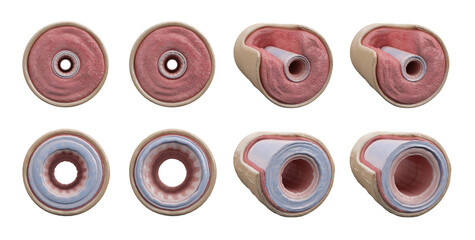 3D Histological cross-section of a muscular and elastic artery, showing tunica intima, media, and adventitia. Detailed medical illustration for educational, anatomical, and vascular study