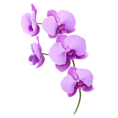 orchid flower isolated on transparent background.