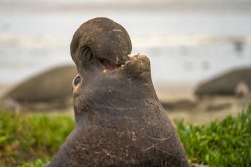 Portrait of a male elephant seal, Drakes Beach, California