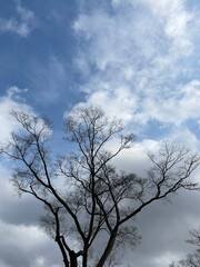 Winter, trees and sky in Korea