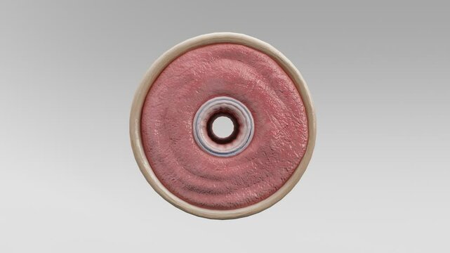 3D Histological cross-section of a muscular and elastic artery, showing tunica intima, media, and adventitia. Detailed medical illustration for educational, anatomical, and vascular study
