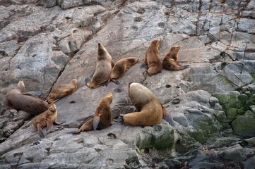 Sea lions resting on the rock in Beagle Channel, Argentina