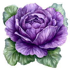 Obraz premium Purple cabbage isolated on transparent background