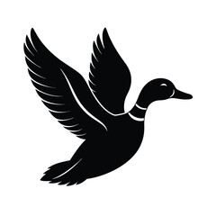 Obraz premium Flying Mallard Duck Silhouette Bird, Wings, Flight, Nature, Wildlife, Black, White, Vector, Graphic,