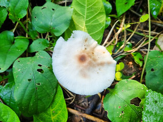 Termitomyces white mushrooms that grow abundantly in certain rainy seasons looks very beautiful near green leaves.